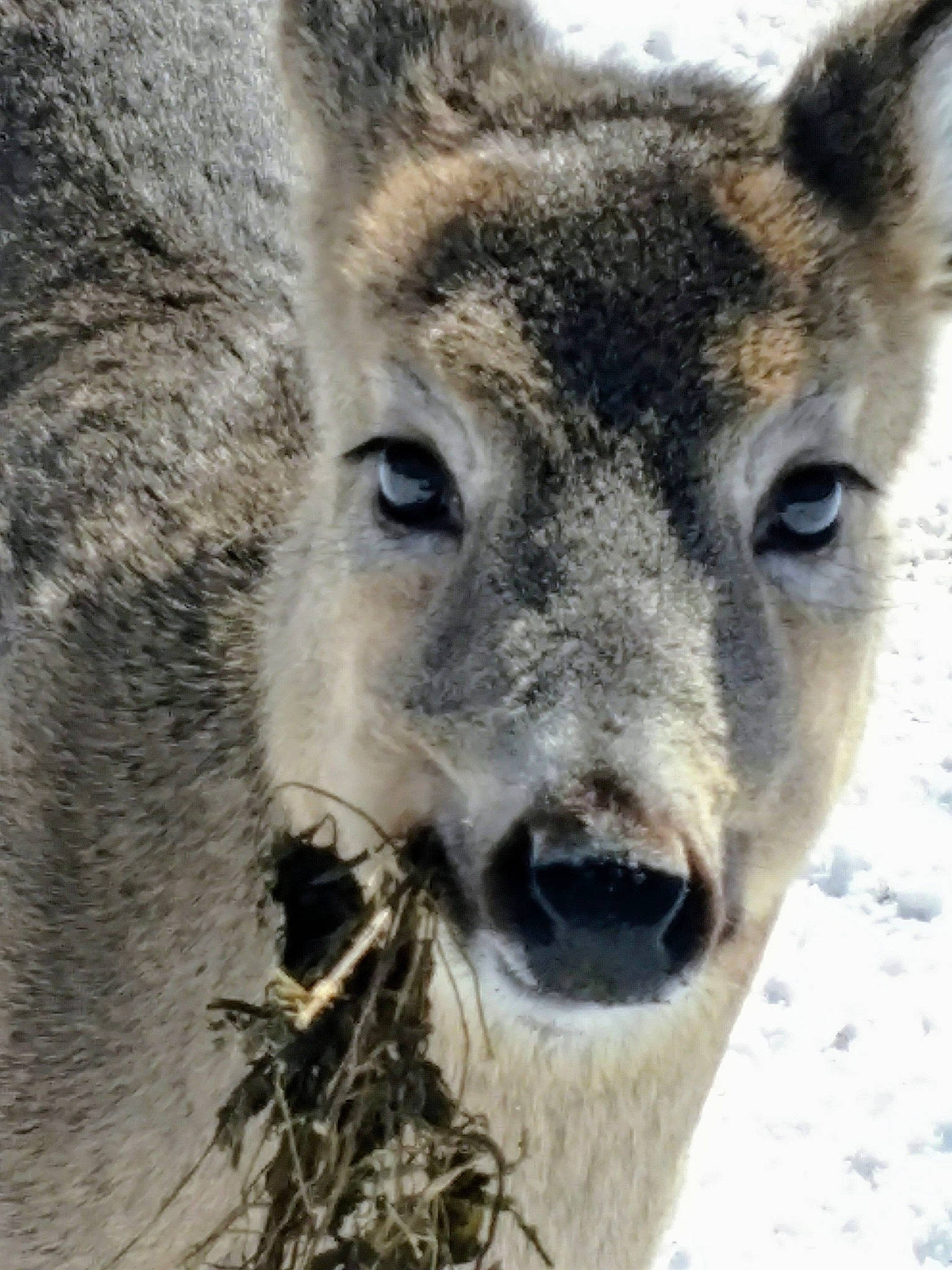 Bucky is registered to the contest to win money with this photo: deer, fawn, kangaroo, mammal, musk_deer, plant, roe_deer, snout, terrestrial_animal, vertebrate, white_tailed_deer, wildlife