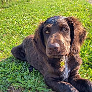 Alto a rejoint le concours — aidez-le/la à gagner de superbes lots ! dog, brown_dog, grass, outdoor, sunlight, garden, house, pet, animal, canine, nature, muddy_paws, collar, leafy, daylight, relaxed, mammal, fur, snout, resting