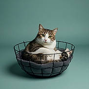 Mimiss a rejoint le concours — aidez-le/la à gagner de superbes lots ! basket, cat, cozy, cushion, ears, eyes, feline, green_background, indoor, looking_at_camera, metal_basket, paws, pet, pet_bed, portrait, sitting, soft_texture, studio_photography, tabby_cat, whiskers