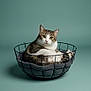 basket, cat, cozy, cushion, ears, eyes, feline, green_background, indoor, looking_at_camera, metal_basket, paws, pet, pet_bed, portrait, sitting, soft_texture, studio_photography, tabby_cat, whiskers