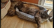 Zé-ûss a rejoint le concours — aidez-le/la à gagner de superbes lots ! animal, cat, corner, cozy, door, feline, floor, fur, home, indoor, orange_wall, paw, pet_bed, relaxed, resting, screenshot, sleeping, sunlight, window, wooden_floor