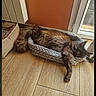Zé-ûss a rejoint le concours — aidez-le/la à gagner de superbes lots ! cat, pet_bed, floor, wooden_floor, window, orange_wall, relaxed, sleeping, feline, indoor, cozy, paw, fur, resting, corner, door, sunlight, home, animal, screenshot