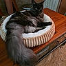 cat, long_hair, pet_bed, table, wooden_table, fluffy_tail, indoor, green_eyes, relaxed, feline, cozy, home_interior, rug, curious, resting, fur, domestic_animal, animal, mammal, comfortable