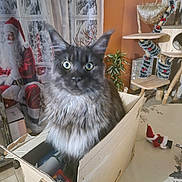 Zé-ûss a rejoint le concours — aidez-le/la à gagner de superbes lots ! cat, cardboard_box, indoor, christmas_decor, santa_claus_figure, curious_eyes, fluffy_fur, table, plant, cat_tree, ornaments, holiday, festive, home, cozy, window, curtains, furniture, pet, domestic_animal