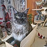 cat, cardboard_box, indoor, christmas_decor, santa_claus_figure, curious_eyes, fluffy_fur, table, plant, cat_tree, ornaments, holiday, festive, home, cozy, window, curtains, furniture, pet, domestic_animal