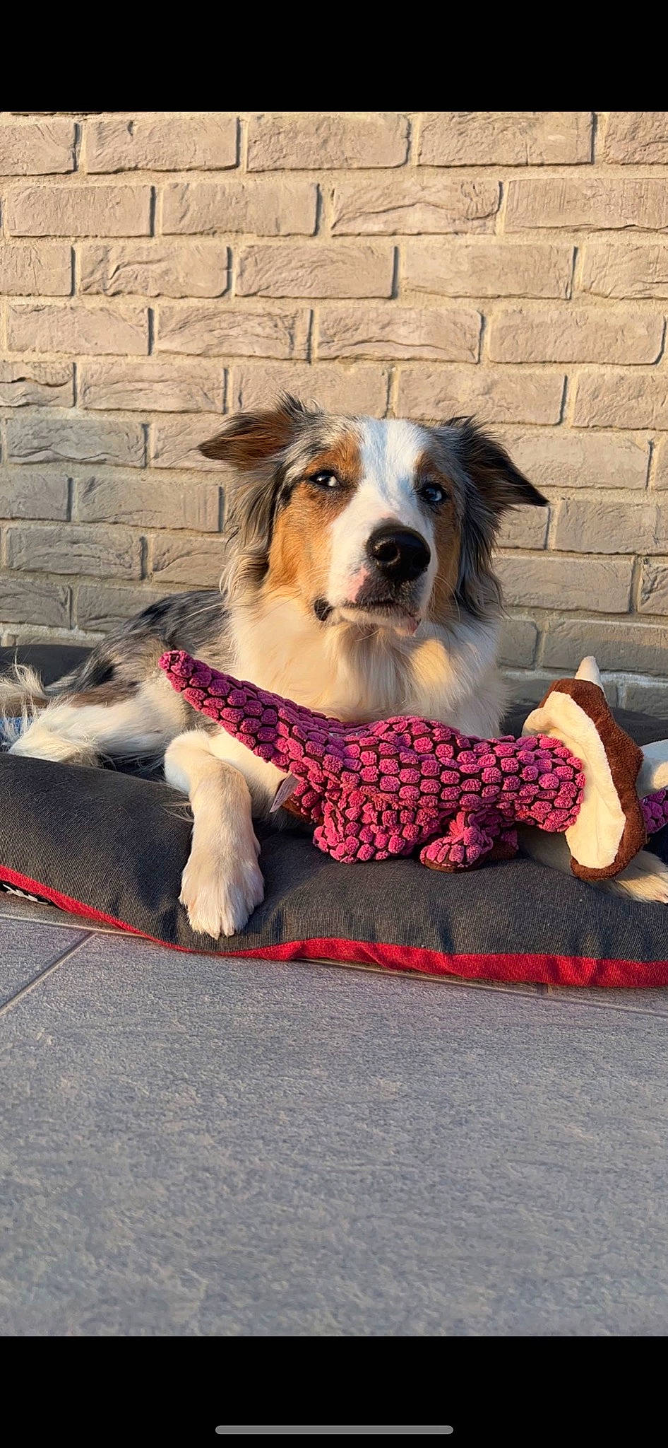 Suzy a rejoint le concours — aidez-le/la à gagner de superbes lots ! art, brick, brickwork, canidae, carnivore, collar, companion_dog, dog, dog_breed, dog_supply, fawn, flooring, fur, leash, paw, pet_supply, sitting, snout, sporting_group, whiskers