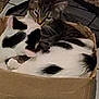 cat, cats, cardboard_box, black_and_white_cat, tabby_cat, feline, pets, indoor, cozy, snuggling, animal, cute, resting, two_animals, fur, whiskers, ears, floor, home, relaxing