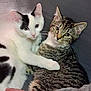 Angelo And Ambre participe au concours pour gagner de l'argent avec cette photo : cat, cats, white_cat, black_spots, tabby_cat, cuddle, pets, animal, fur, whiskers, ears, eyes, cute, companions, indoor, resting, close_up, friendly, cozy, soft_surface