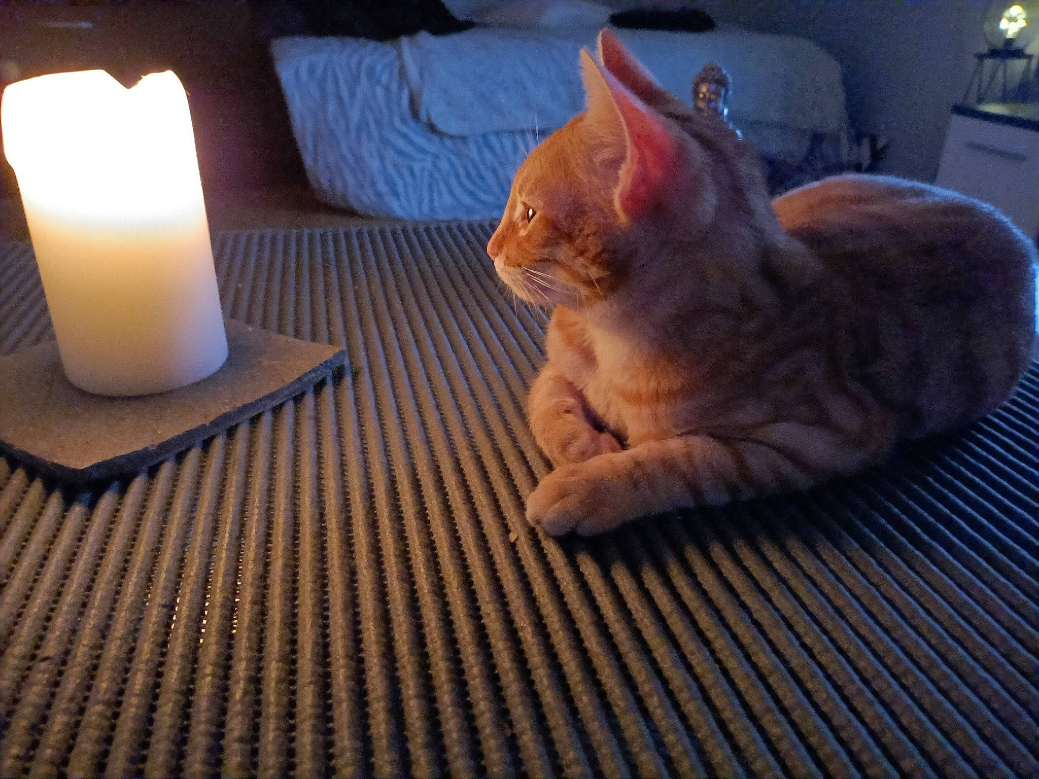 Gizmo participe au concours pour gagner de l'argent avec cette photo : candle, carnivore, cat, comfort, domestic_short_haired_cat, fawn, felidae, flameless_candle, flooring, fur, hardwood, lamp, light, small_to_medium_sized_cats, snout, table, tail, wax, whiskers, wood
