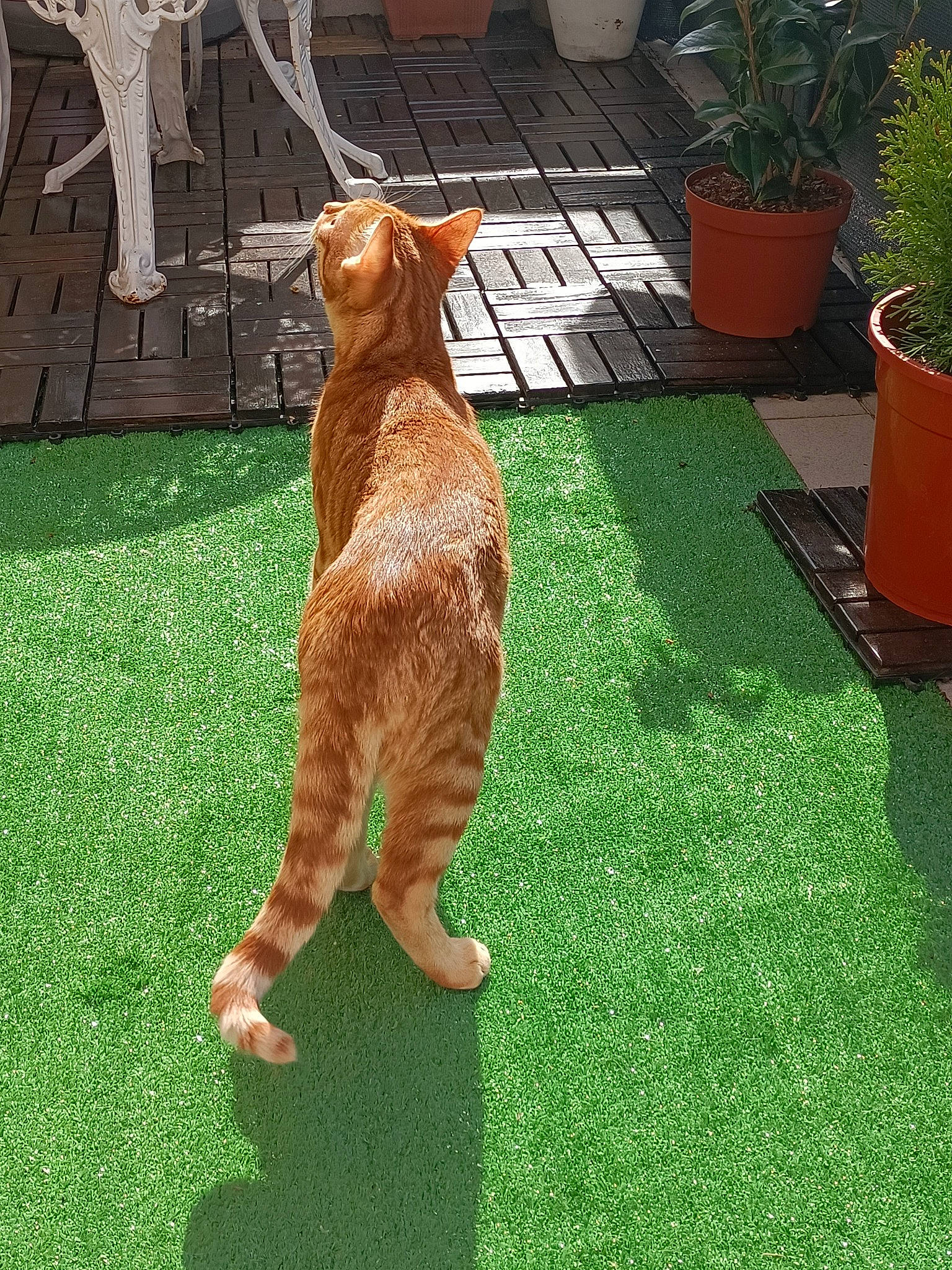 Gizmo participe au concours pour gagner de l'argent avec cette photo : carnivore, cat, fawn, felidae, flooring, flowerpot, grass, groundcover, houseplant, lawn, lawn_ornament, plant, sculpture, small_to_medium_sized_cats, snout, table, tail, terrestrial_animal, whiskers, wood