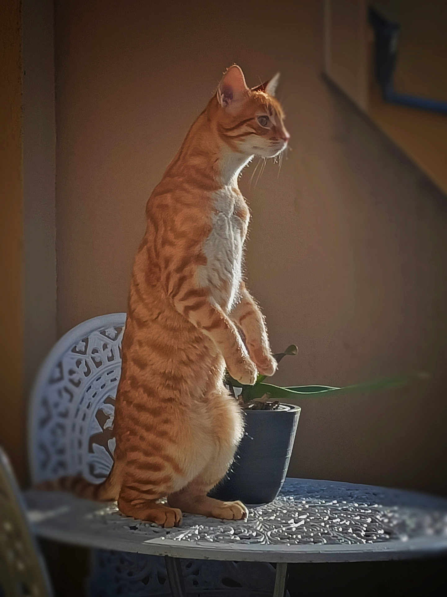 Gizmo