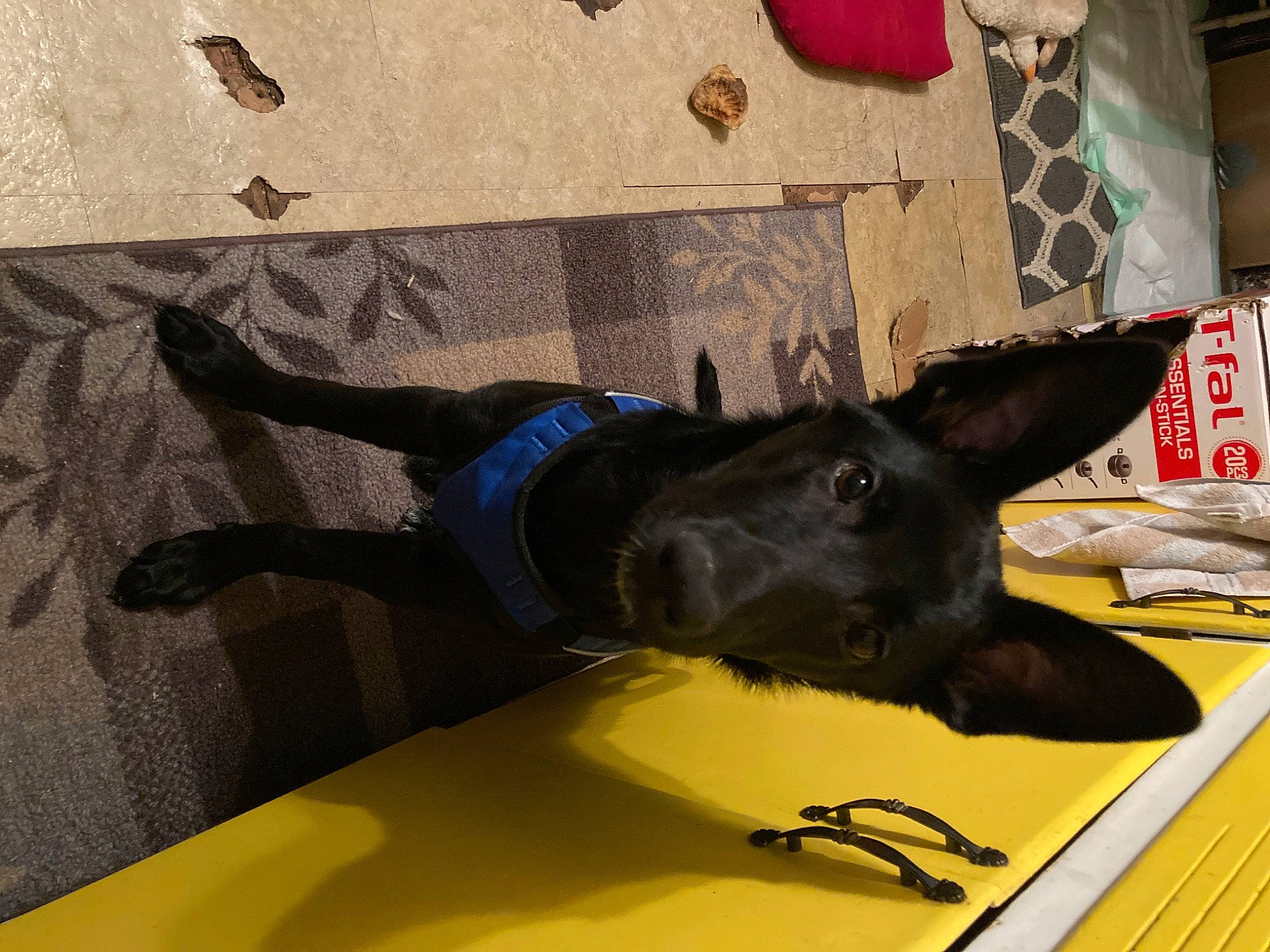 Sierra joined the competition — help win amazing prizes! canidae, carnivore, collar, companion_dog, dog, dog_breed, dog_collar, fashion_accessory, fawn, flooring, guard_dog, non_sporting_group, pattern, snout, sporting_group, table, tail, toy_dog, window, working_animal