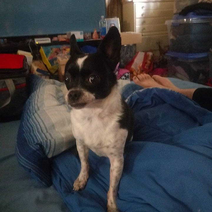 Oreo is registered to the contest to win money with this photo: canidae, carnivore, comfort, companion_dog, couch, dog, dog_breed, dog_supply, fawn, fur, non_sporting_group, paw, puppy, sitting, small_terrier, snout, sporting_group, toy_dog, whiskers, working_animal