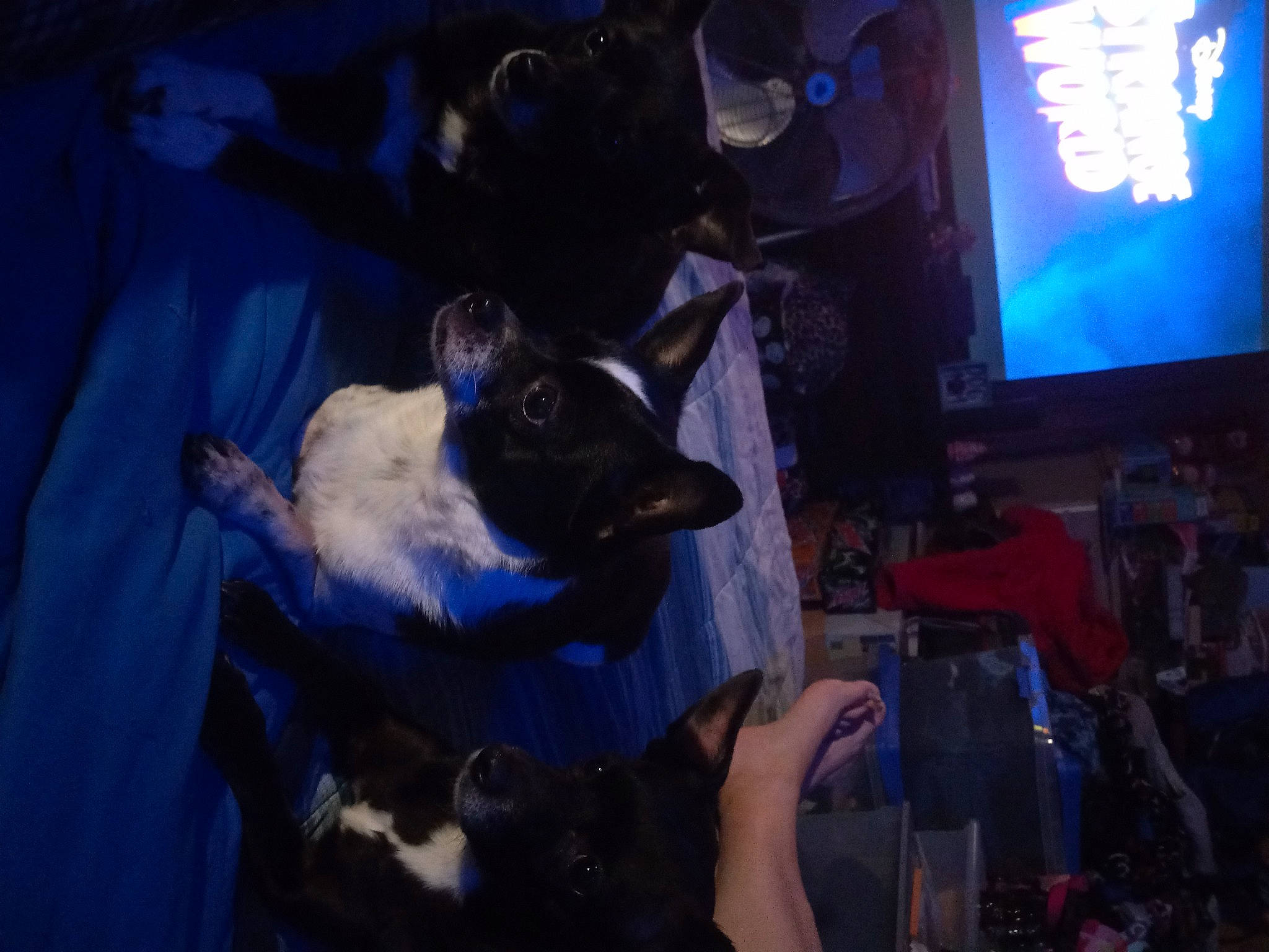 Oreo is registered to the contest to win money with this photo: canidae, carnivore, companion_dog, display_device, dog, dog_breed, electric_blue, entertainment, event, felidae, fictional_character, fun, fur, guard_dog, magenta, night, purple, small_to_medium_sized_cats, t_shirt, toy_dog