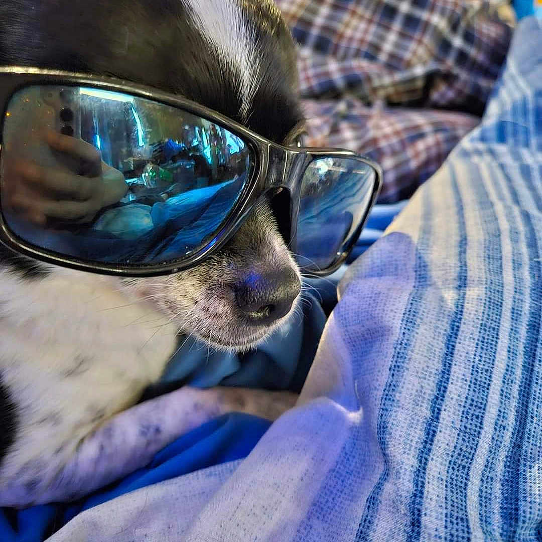 Oreo