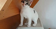 Linky a rejoint le concours — aidez-le/la à gagner de superbes lots ! kitten, cat, pet_carrier, wooden_stairs, indoor, curious, animal, young, white, gray, striped, small, cute, looking_up, domestic_cat, household, feline, playful, pet, standing