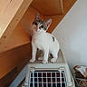 kitten, cat, pet_carrier, wooden_stairs, indoor, curious, animal, young, white, gray, striped, small, cute, looking_up, domestic_cat, household, feline, playful, pet, standing