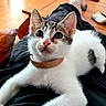 Linky participe au concours pour gagner de l'argent avec cette photo : kitten, cat, pet, collar, indoor, wooden_floor, person, lap, white_fur, black_fur, brown_fur, close_up, curious, whiskers, ears, relaxed, comfort, animal, domestic, cute