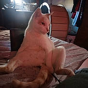 Skid joined the competition — help win amazing prizes! animal, bed, cat, clothing, cozy, domestic_animal, fan, fur, furniture, indoor, light, pet, relaxed, resting, room, shadow, sitting, tail, window, wooden_furniture