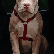 Savior joined the competition — help win amazing prizes! dog, canine, pet, brown_dog, red_harness, sitting, car_seat, vehicle_interior, paw, ears, nose, fur, animal, domestic_animal, looking_at_camera, young_dog, portrait, closeup, alert, companion