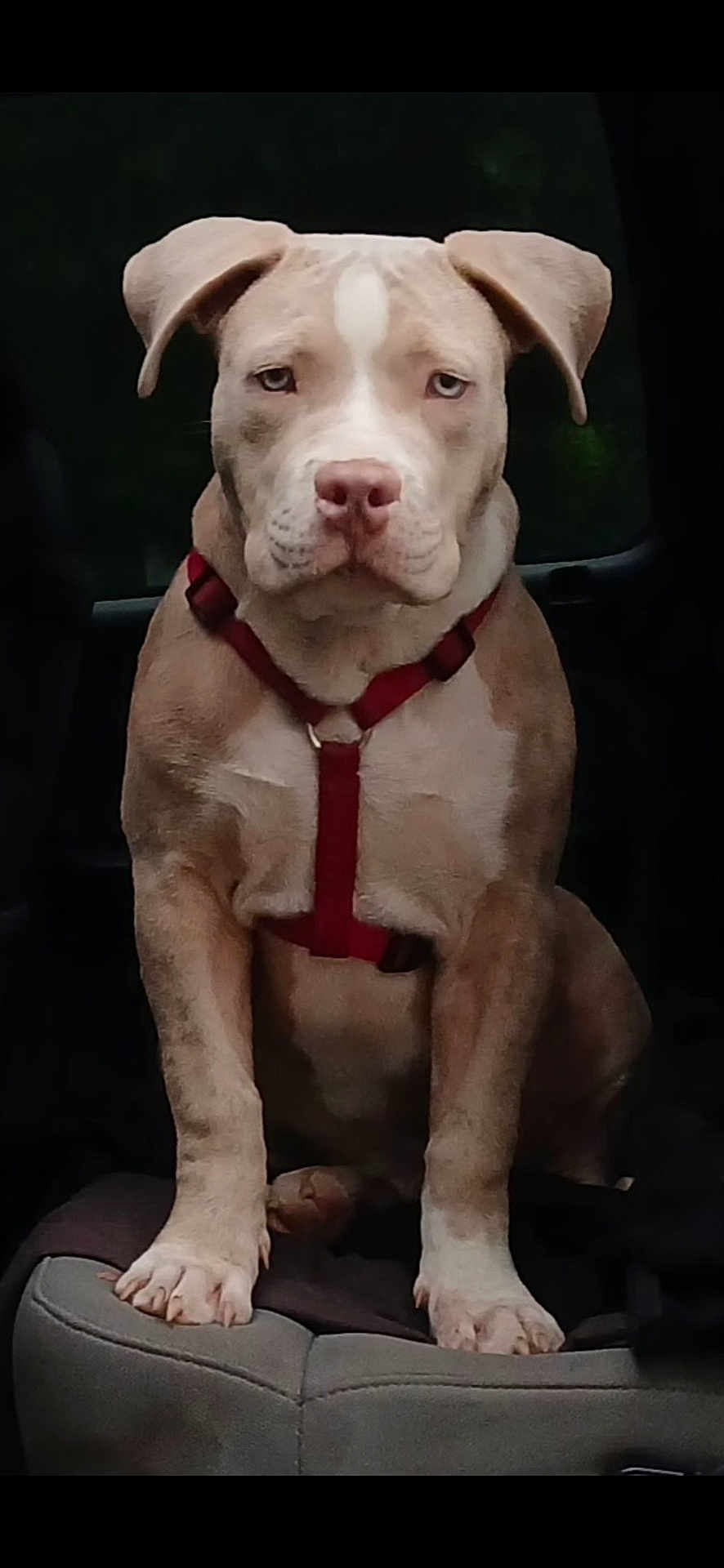 Savior joined the competition — help win amazing prizes! dog, canine, pet, brown_dog, red_harness, sitting, car_seat, vehicle_interior, paw, ears, nose, fur, animal, domestic_animal, looking_at_camera, young_dog, portrait, closeup, alert, companion