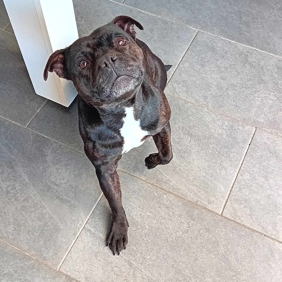 Phoenix participe au concours pour gagner de l'argent avec cette photo : animal, bostonbull, boxer, bulldog, canine, dog, frenchbulldog, path, pet, pitbull, pug, puppy, slate, tile, walkway