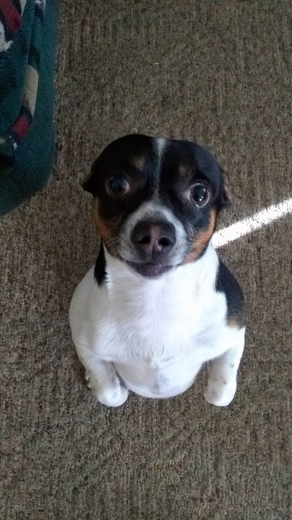 Mickey is registered to the contest to win money with this photo: art, canidae, carnivore, collar, companion_dog, dog, dog_breed, fawn, fur, non_sporting_group, puppy, snout, sporting_group, toy_dog, whiskers, working_animal