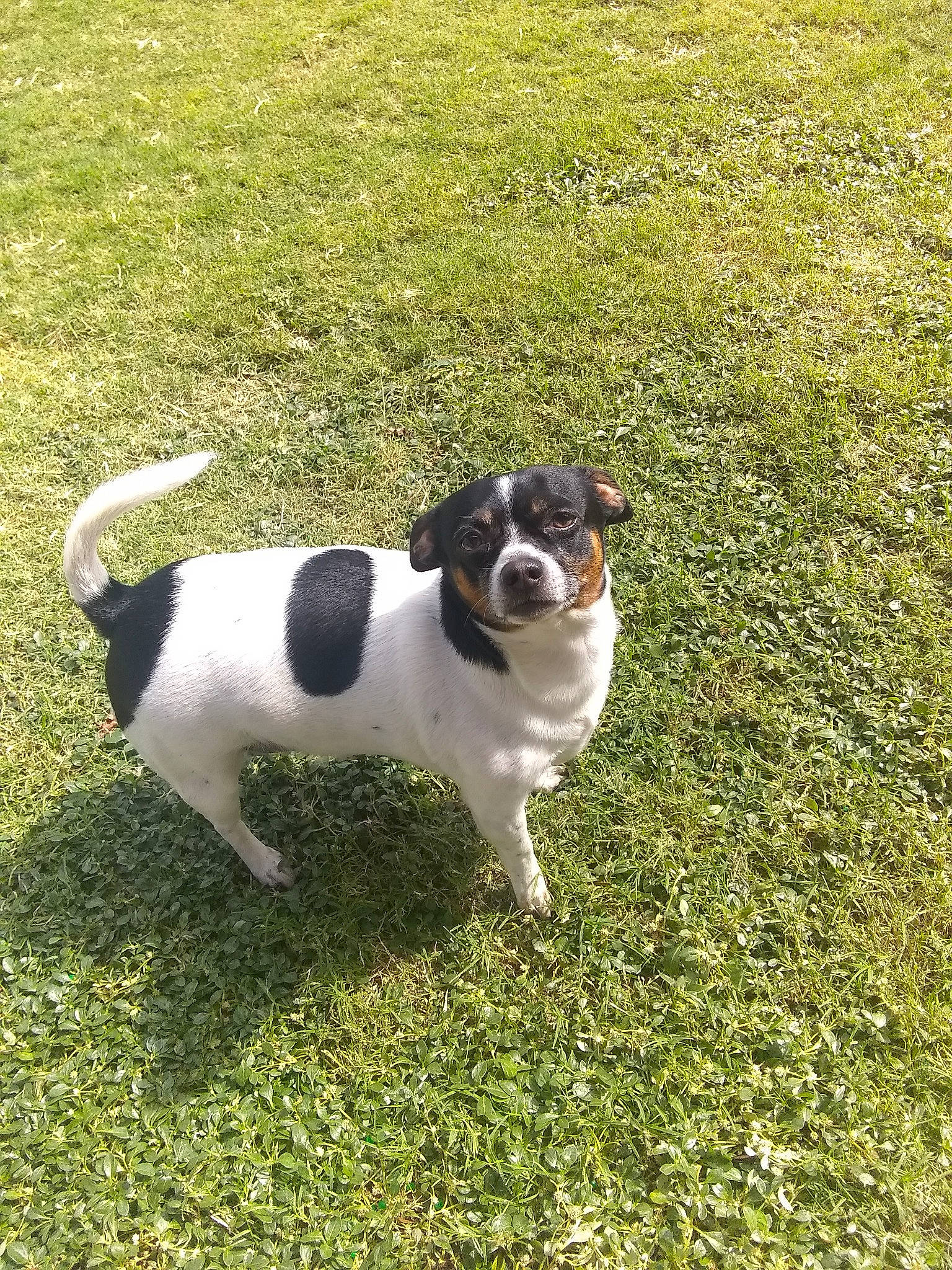 Mickey joined the competition — help win amazing prizes! canidae, carnivore, collar, companion_dog, dog, dog_breed, dog_collar, grass, groundcover, gun_dog, non_sporting_group, pet_supply, plant, puppy, snout, sporting_group, tail, terrier, toy_dog, working_dog