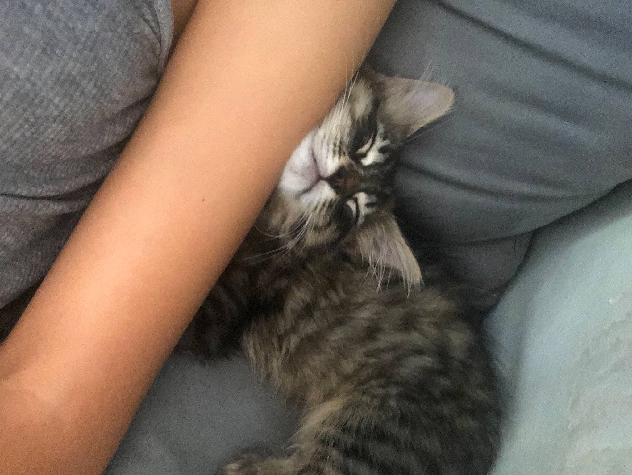 Okami participe au concours pour gagner de l'argent avec cette photo : asian, british_semi_longhair, carnivore, cat, domestic_long_haired_cat, domestic_short_haired_cat, dragon_li, ear, european_shorthair, felidae, fur, kitten, maine_coon, mammal, norwegian_forest_cat, siberian, small_to_medium_sized_cats, tabby_cat, vertebrate, whiskers