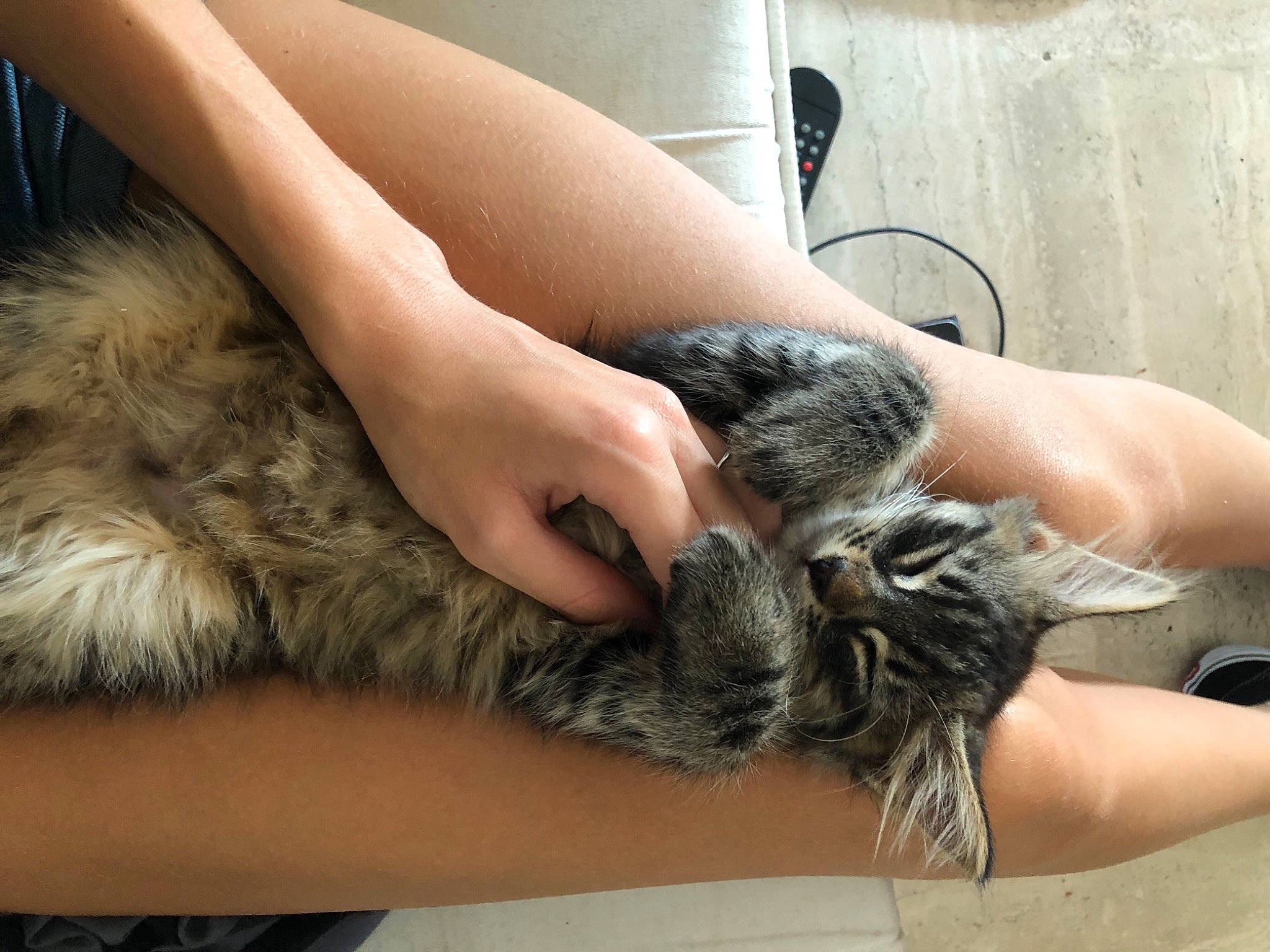 Okami a rejoint le concours — aidez-le/la à gagner de superbes lots ! arm, canidae, carnivore, cat, claw, domestic_long_haired_cat, ear, felidae, fur, hand, maine_coon, nail, norwegian_forest_cat, skin, small_to_medium_sized_cats, whiskers