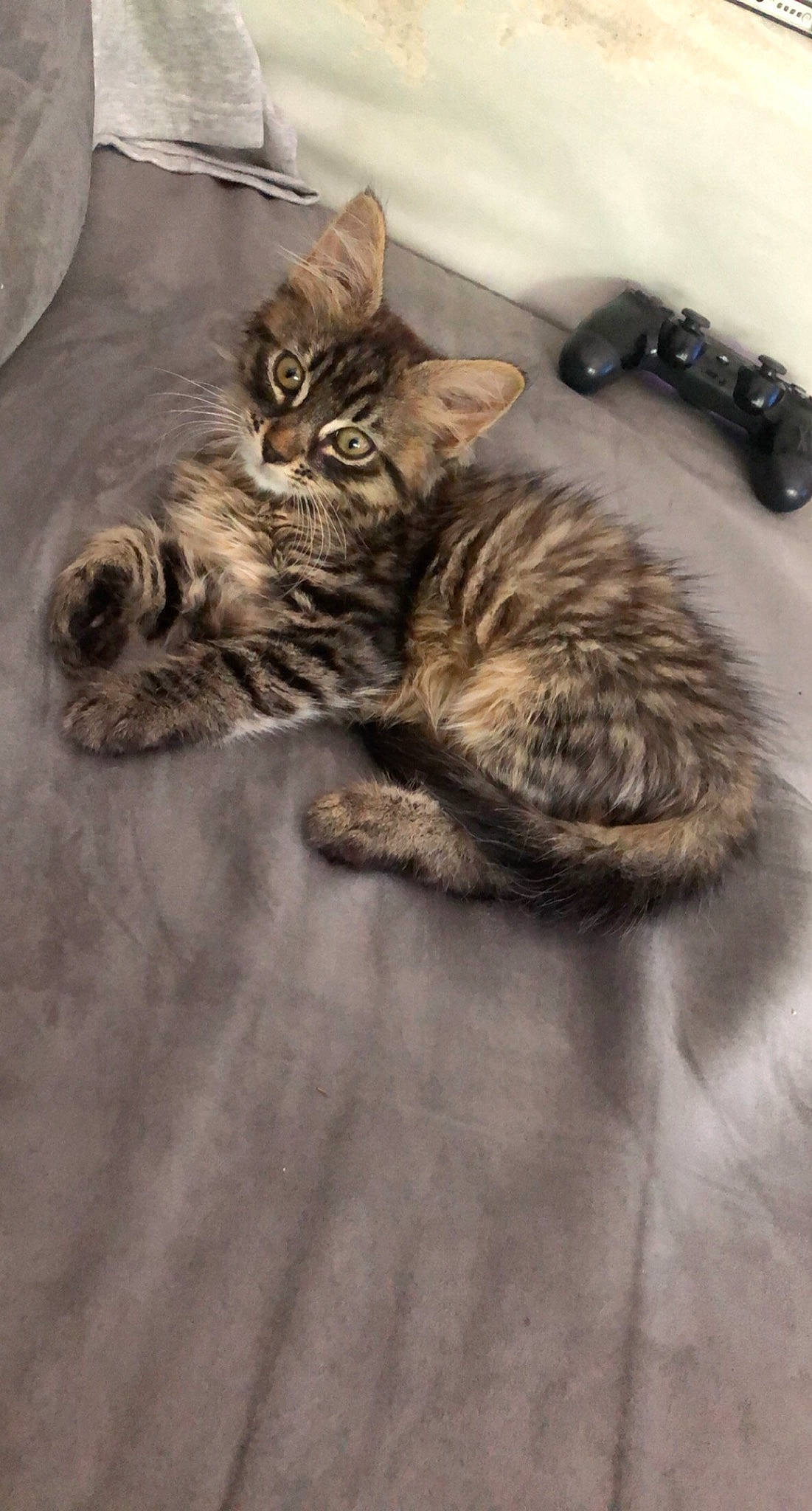 Okami participe au concours pour gagner de l'argent avec cette photo : american_shorthair, asian, carnivore, cat, domestic_long_haired_cat, domestic_short_haired_cat, dragon_li, european_shorthair, felidae, fur, kitten, maine_coon, mammal, norwegian_forest_cat, pixie_bob, siberian, small_to_medium_sized_cats, tabby_cat, whiskers, wild_cat