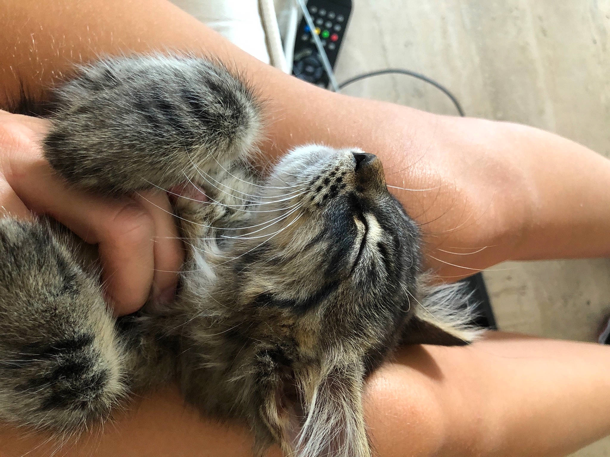 Okami participe au concours pour gagner de l'argent avec cette photo : carnivore, cat, claw, ear, european_shorthair, felidae, fur, hand, kitten, paw, skin, small_to_medium_sized_cats, snout, tabby_cat, whiskers