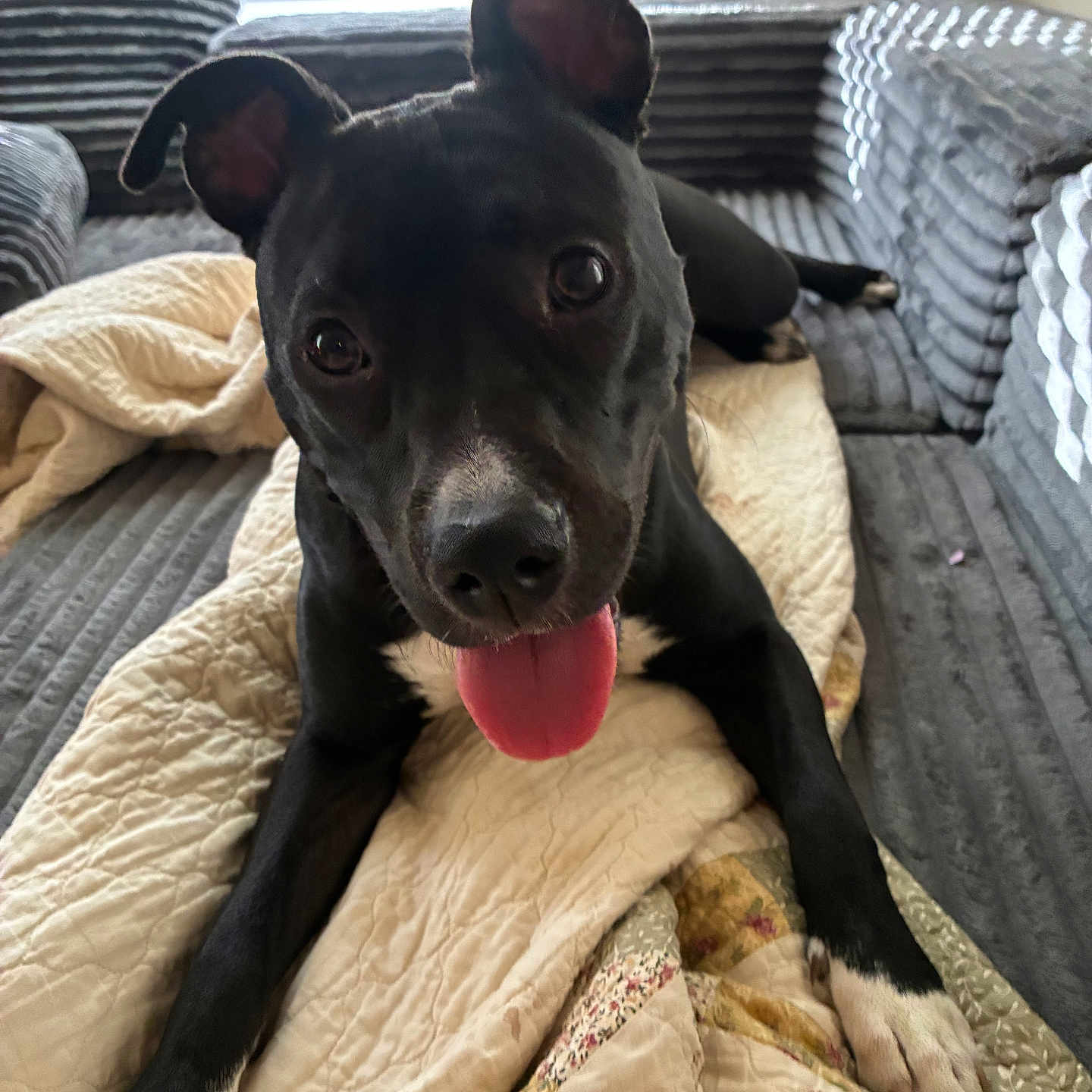 Gucci joined the competition — help win amazing prizes! animal, black_dog, blanket, canine, close_up, companion, couch, cute, dog, domestic_animal, ears_up, furniture, happy, indoor, living_room, paw, pet, playful, quilt, tongue_out