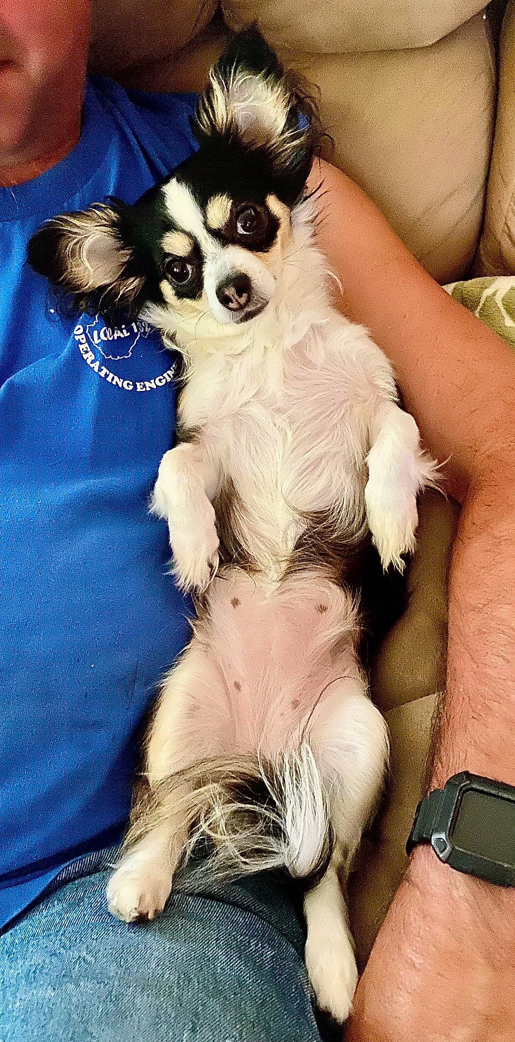 Poppy joined the competition — help win amazing prizes! carnivore, chihuahua, clock, companion_dog, dog, dog_breed, dog_clothes, dog_supply, eyewear, fawn, fur, papillon, paw, sporting_group, toy_dog, watch, whiskers, white, working_animal, wrist