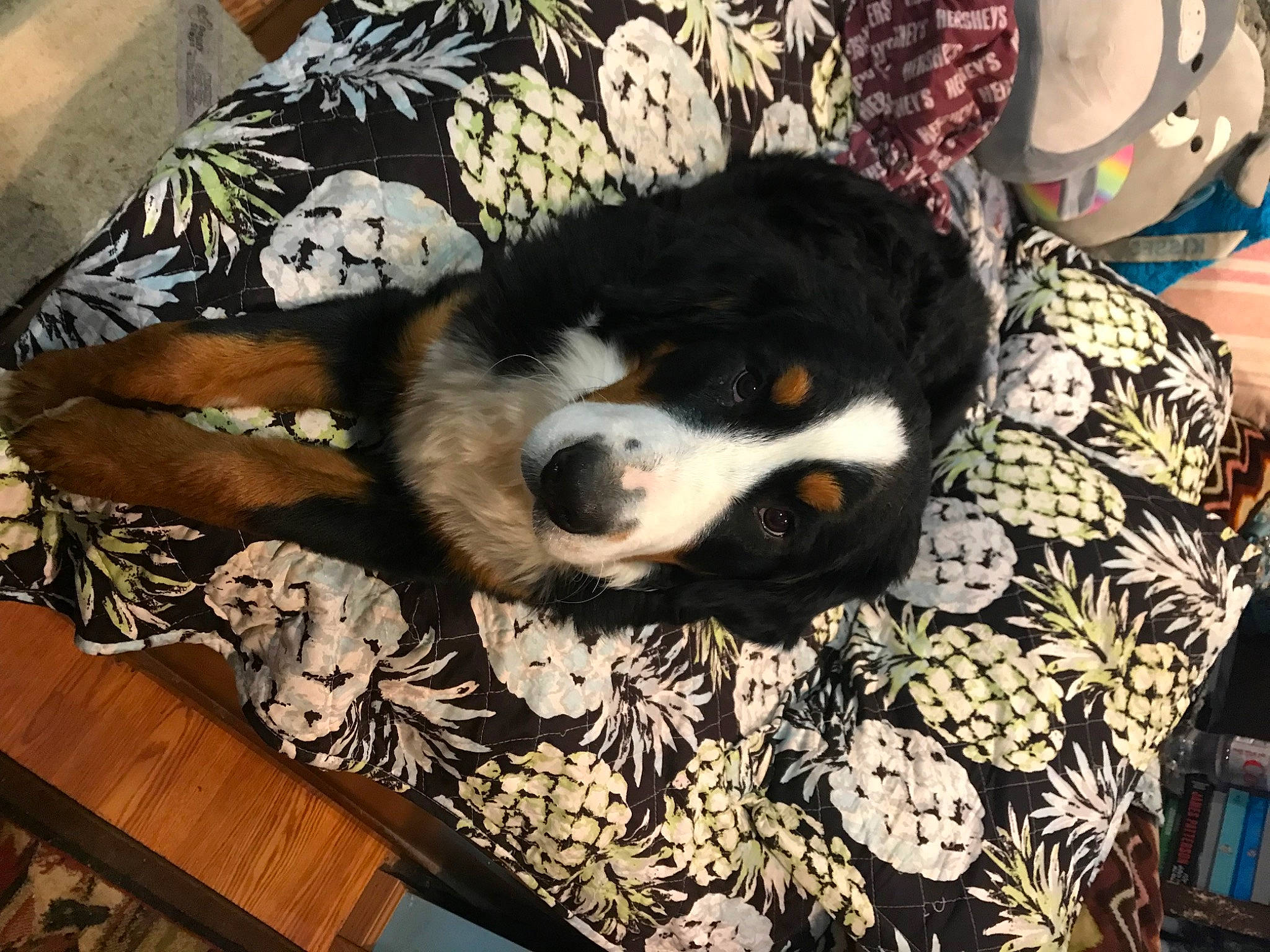 Munda is registered to the contest to win money with this photo: bored, canidae, carnivore, comfort, companion_dog, dog, dog_breed, dog_supply, fur, linens, nap, paw, puppy, snout, sporting_group, square, terrestrial_animal, toy_dog, wood, working_animal