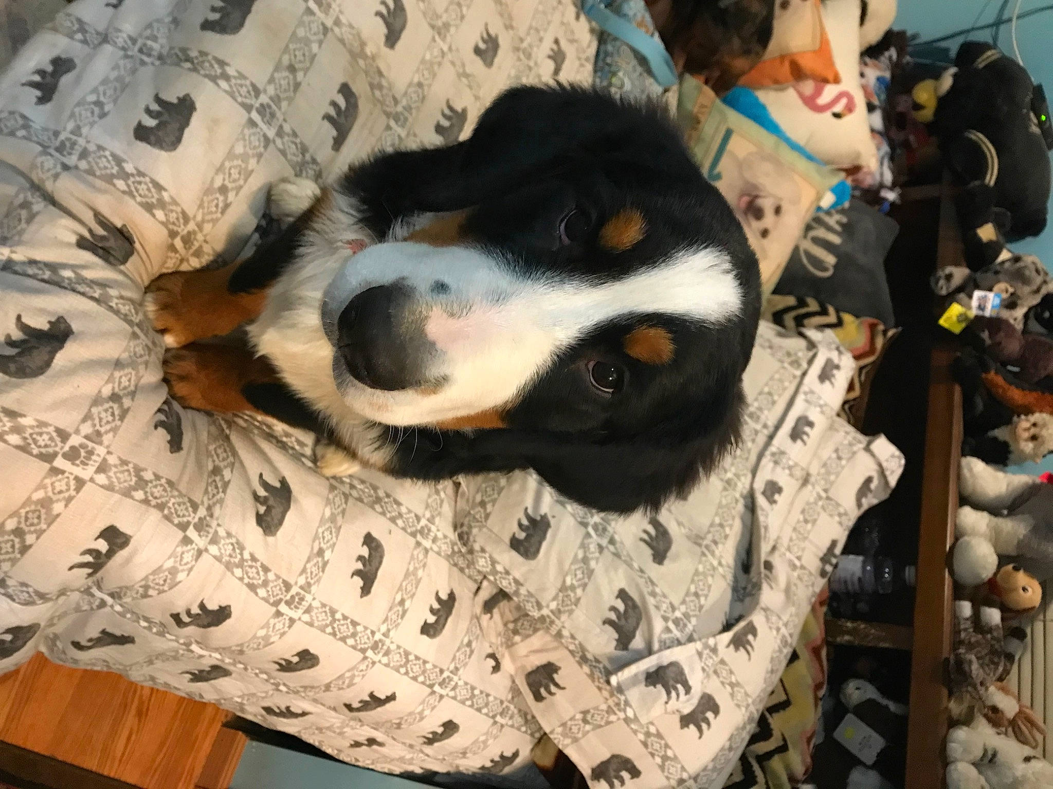 Munda joined the competition — help win amazing prizes! carnivore, comfort, companion_dog, dog, dog_breed, fur, linens, pattern, paw, personal_protective_equipment, recreation, sporting_group, textile, wood, working_animal