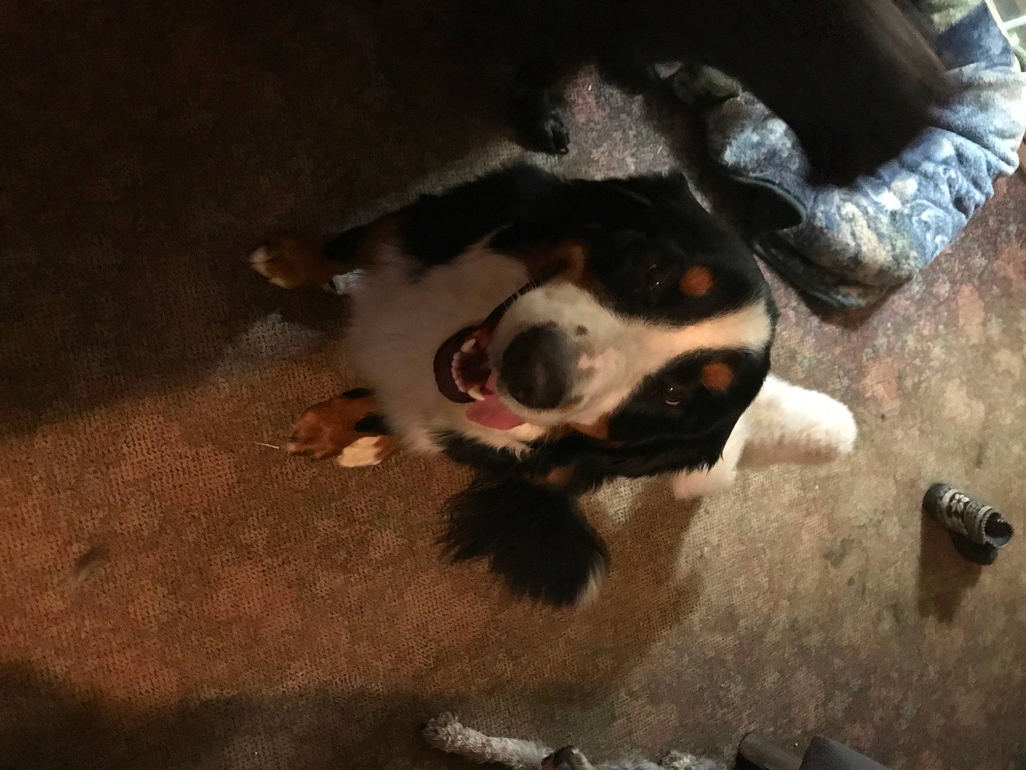 Munda joined the competition — help win amazing prizes! carnivore, comfort, companion_dog, darkness, dog, dog_breed, flooring, fur, non_sporting_group, paw, shadow, sporting_group, tail, terrestrial_animal, tints_and_shades, whiskers, working_animal