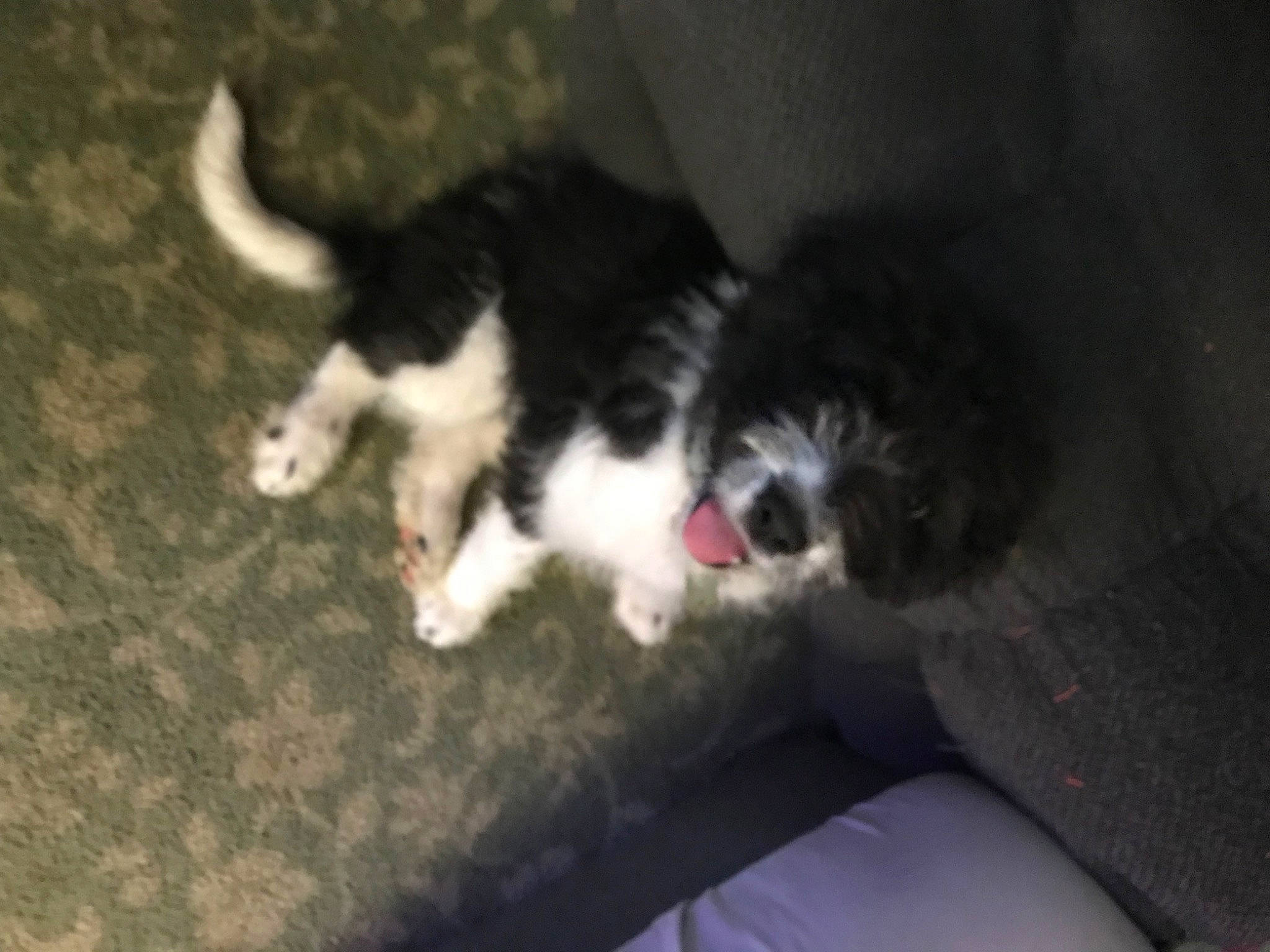 Mikie joined the competition — help win amazing prizes! bored, canidae, carnivore, cavalier_king_charles_spaniel, companion_dog, dog, dog_breed, felidae, fur, paw, small_to_medium_sized_cats, snout, spaniel, sporting_group, tail, terrestrial_animal, terrier, toy_dog, whiskers, working_animal