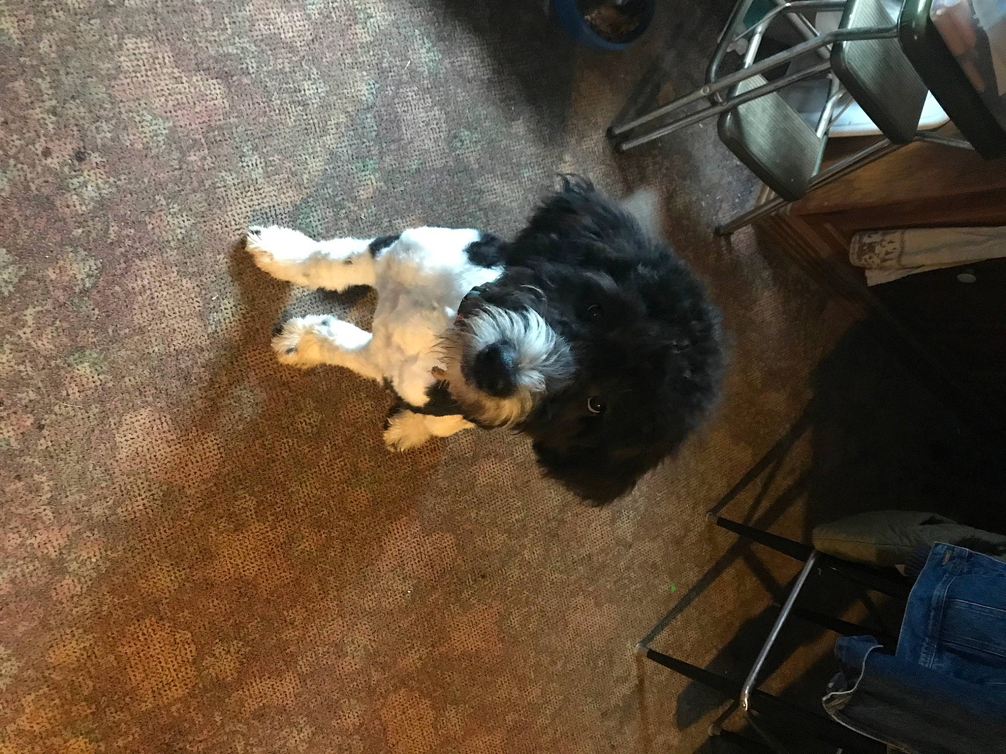 Mikie joined the competition — help win amazing prizes! canidae, carnivore, chair, comfort, companion_dog, dog, dog_breed, felidae, flooring, fur, hardwood, non_sporting_group, paw, small_to_medium_sized_cats, sporting_group, tail, toy_dog, wood, wood_flooring