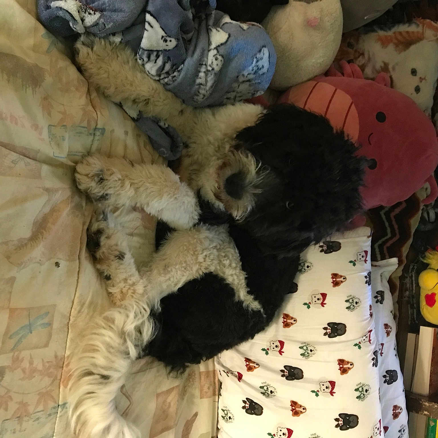 Mikie joined the competition — help win amazing prizes! bed, canidae, comfort, companion_dog, dog_breed, fur, fur_clothing, hat, linens, pattern, plush, room, sporting_group, stuffed_toy, teddy_bear, textile, toy, tree, wood, wool