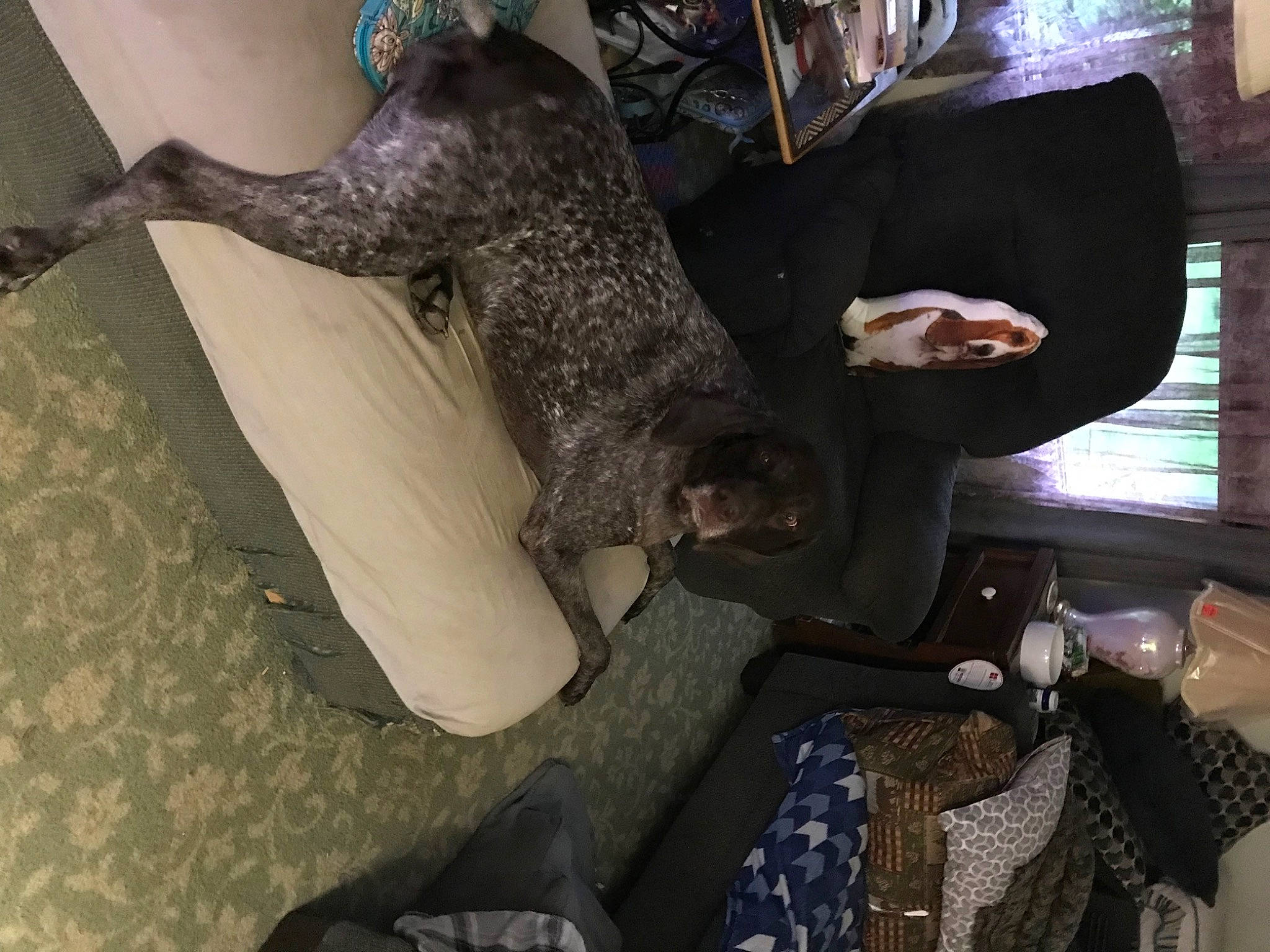 Pepper joined the competition — help win amazing prizes! comfort, dog, fun, fur, luggage_and_bags, room, sporting_group, tree, wood