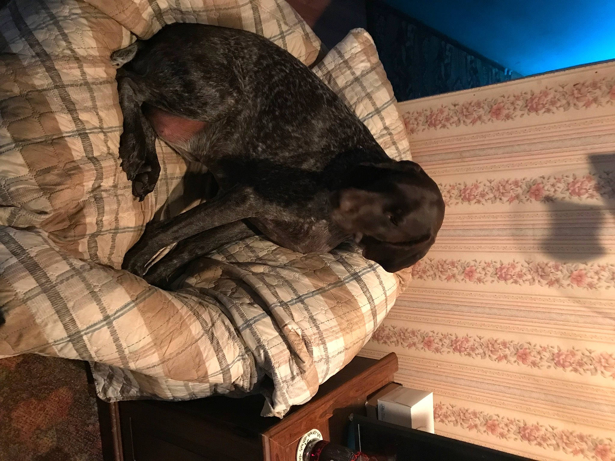 Pepper joined the competition — help win amazing prizes! carnivore, cloud, comfort, companion_dog, darkness, dog, dog_breed, felidae, flooring, fur, human_leg, pattern, room, sitting, small_to_medium_sized_cats, sporting_group, tail, textile, tints_and_shades, wood