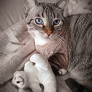 Rubis a rejoint le concours — aidez-le/la à gagner de superbes lots ! animal, blanket, blue_eyes, cat, closeup, comfort, cozy, cute, domestic_animal, fur, indoor, pet, plush_toy, polar_bear_toy, relaxed, resting, sleepy, soft_texture, striped_fur, whiskers