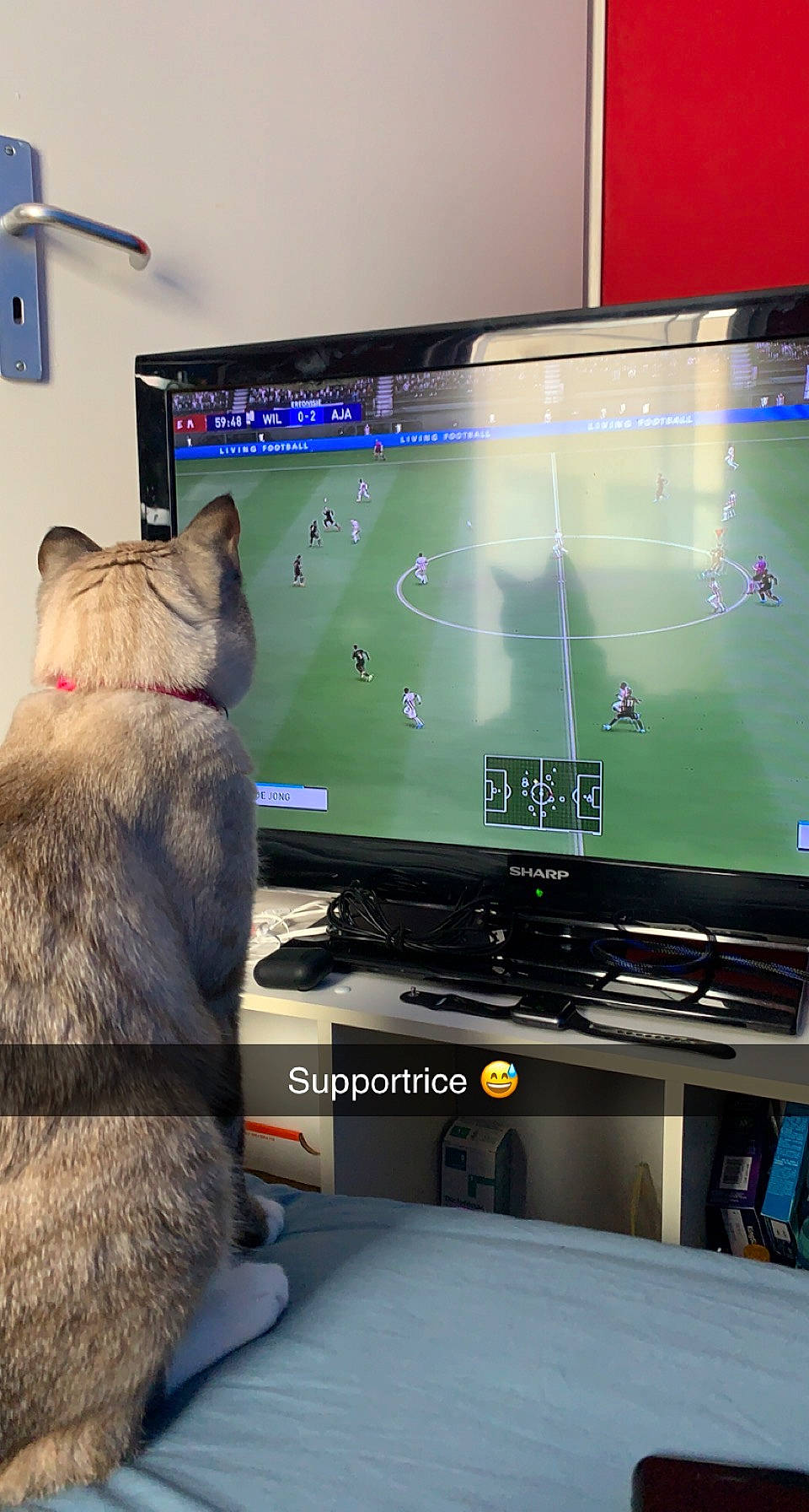 Rubis a rejoint le concours — aidez-le/la à gagner de superbes lots ! audio_equipment, carnivore, cat, comfort, computer_hardware, computer_monitor_accessory, desktop_computer, display_device, electronic_device, felidae, flat_panel_display, gadget, lcd_tv, led_backlit_lcd_display, multimedia, output_device, small_to_medium_sized_cats, television, television_set, whiskers