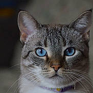 Rubis a rejoint le concours — aidez-le/la à gagner de superbes lots ! cat, blue_eyes, close_up, portrait, feline, whiskers, striped_fur, pet, animal, domestic_cat, looking_at_camera, indoor, soft_light, focused, ears, nose, collar, fur_texture, face, cute