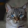 cat, blue_eyes, close_up, portrait, feline, whiskers, striped_fur, pet, animal, domestic_cat, looking_at_camera, indoor, soft_light, focused, ears, nose, collar, fur_texture, face, cute