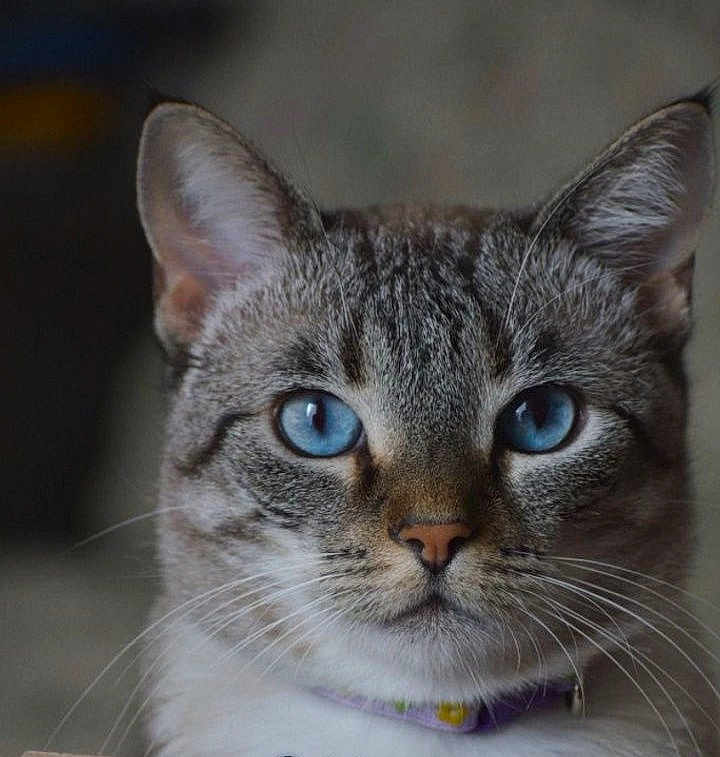 Rubis a rejoint le concours — aidez-le/la à gagner de superbes lots ! cat, blue_eyes, close_up, portrait, feline, whiskers, striped_fur, pet, animal, domestic_cat, looking_at_camera, indoor, soft_light, focused, ears, nose, collar, fur_texture, face, cute