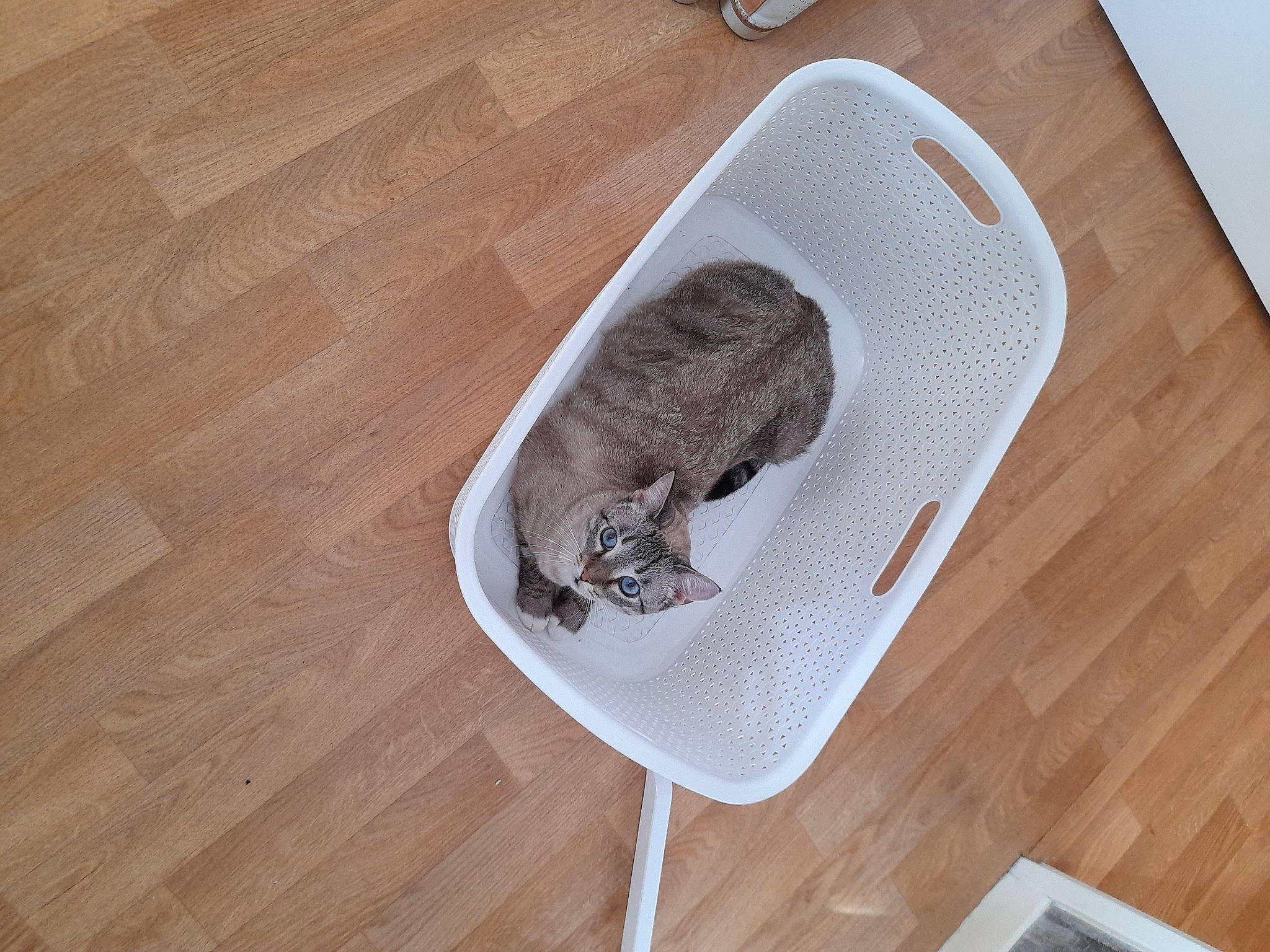 Rubis a rejoint le concours — aidez-le/la à gagner de superbes lots ! canidae, carnivore, chair, comfort, fawn, felidae, floor, flooring, hardwood, rabbits_and_hares, rectangle, small_to_medium_sized_cats, snout, tail, terrestrial_animal, varnish, whiskers, wood, wood_flooring, wood_stain