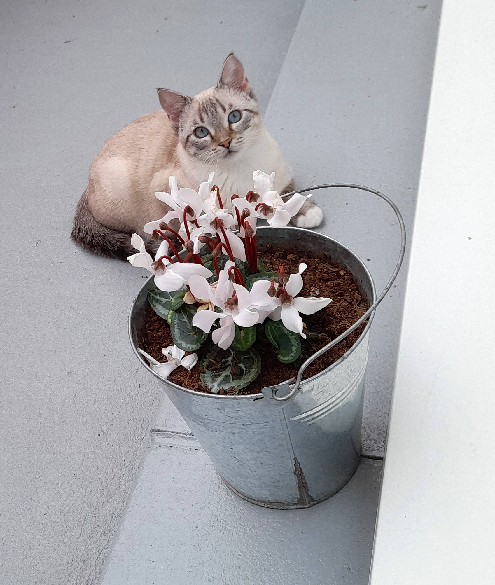 Rubis participe au concours pour gagner de l'argent avec cette photo : annual_plant, artificial_flower, box, carnivore, cat, cut_flowers, domestic_short_haired_cat, felidae, flower, flowering_plant, flowerpot, herb, herbaceous_plant, houseplant, petal, plant, small_to_medium_sized_cats, tail, terrestrial_plant, whiskers