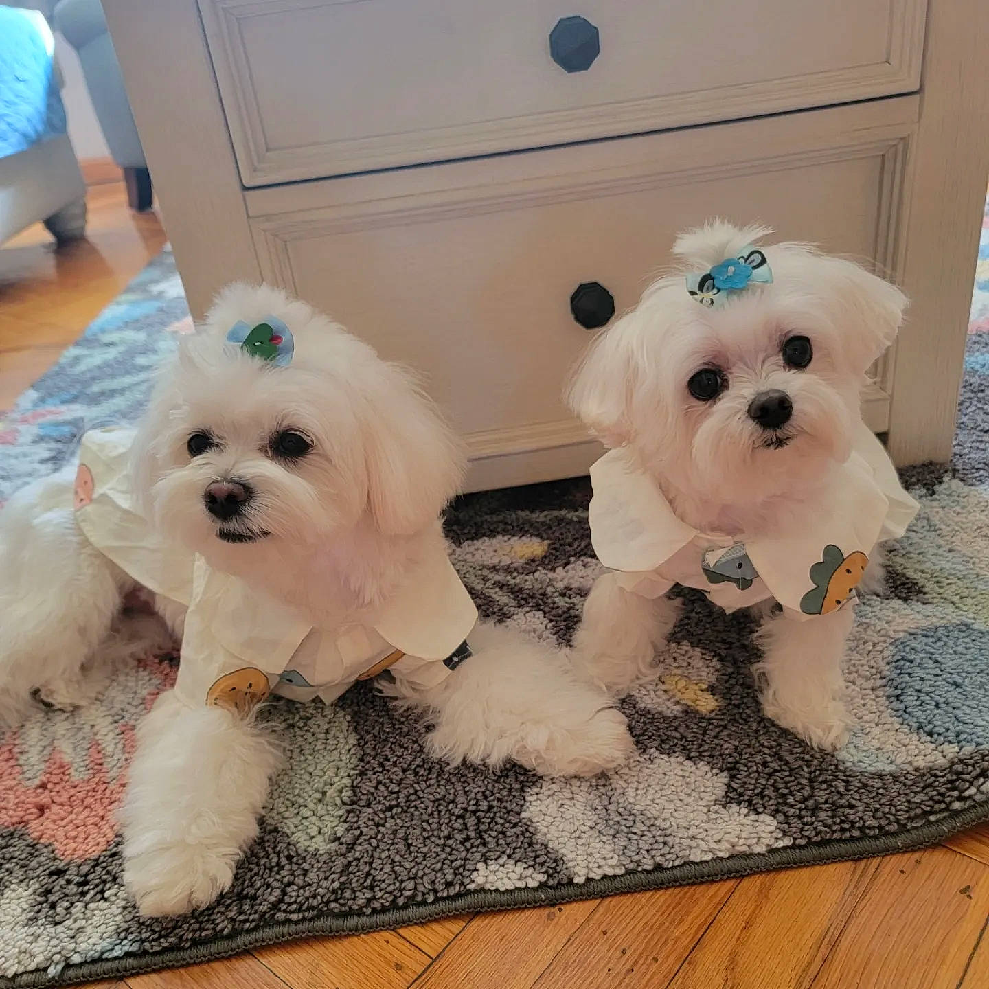 Dixie is registered to the contest to win money with this photo: blue, canidae, carnivore, companion_dog, dog, dog_breed, dog_clothes, dog_collar, dog_supply, eyewear, fashion_accessory, flooring, font, fur, glasses, snout, sporting_group, sunglasses, toy_dog, working_animal